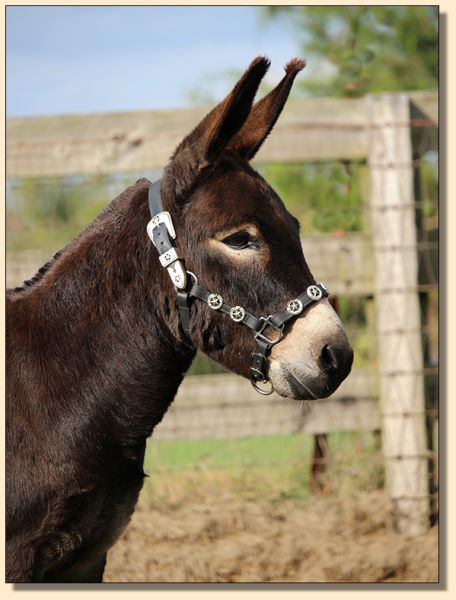 Cbarchass Sparks B Flyin, dark brown driving gelding at Half Ass Acres