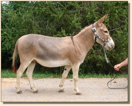 LN Sterling, red miniature gelding, performance trained. ~ Sept 3rd, 2008