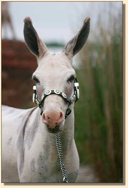 Lil Graceland Rocktober, a.k.a. Toby, miniature donkey driving gelding.