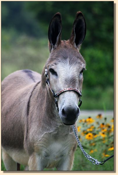 Wildhorses Tucson, driving gelding for sale