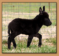 HHAA Unique Monique, very dark brown jennet born at Half Ass Acres Miniature Donkeys.