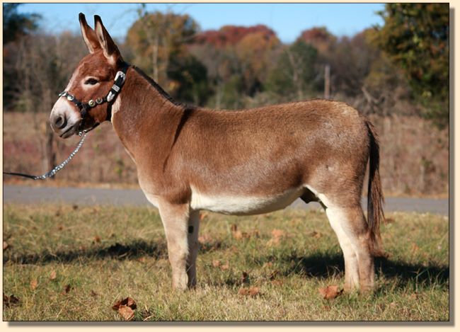 Cedar Oaks Rojo, Dark Red Herd Sire at Half Ass Acres Miniature Donkeys.