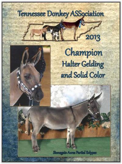 Mookie, 2013 Tennessee High Point Champion Halter Gelding