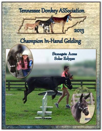 Stonegate Acres Solar Eclypse, 2013 Tennessee High Point Champion In-Hand Gelding