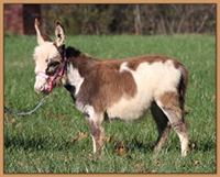 Castlewood's Puttin' on the Ritz, dark spotted miniature donkey jennet.