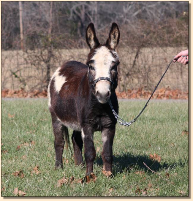 Donkette Korral Kryptonite, black and white spotted herd sire at Half Ass Acres.