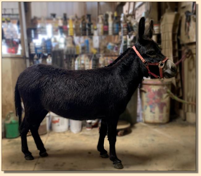 Miniature donkey sold at Half Ass Acres in Chapel Hill, Tennessee