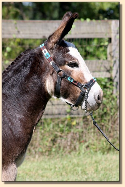 Breathorn Diamonds & Mist (Blaze), masked spotted jennet at Half Ass Acres.