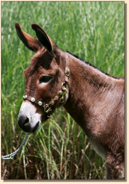 Brown Sugar, 34.5" mininature donkey jennet for sale at Half Ass Acres.