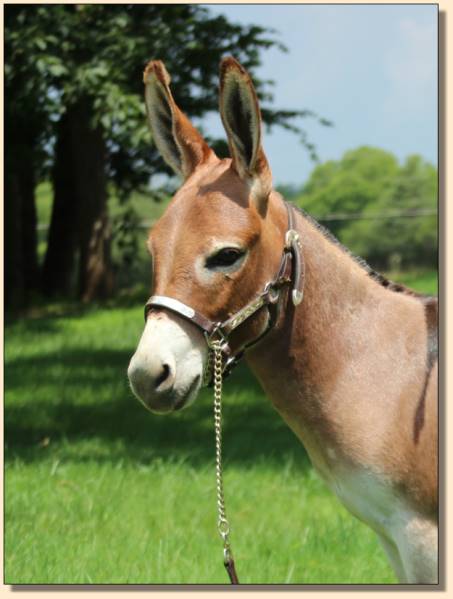 HHAA Dawn's Early Light in her show coat in 2014.