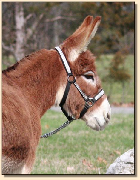 Little Friends Serengeti, dark red miniature donkey jennet in foal for an April 2020 baby.