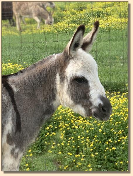 Miniature donkey sold at Half Ass Acres in Chapel Hill, Tennessee