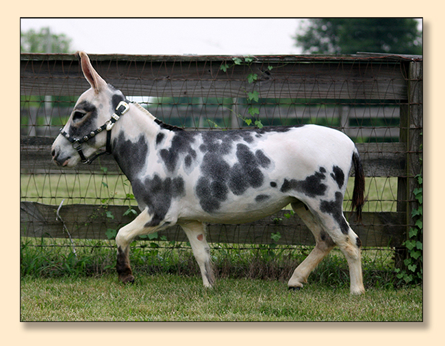 HHAA Rose Tattoo, spotted jennet at Half Ass Acres Miniature Donkeys