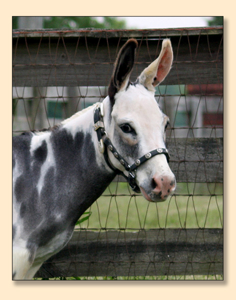 HHAA Rose Tattoo, spotted jennet at Half Ass Acres Miniature Donkeys