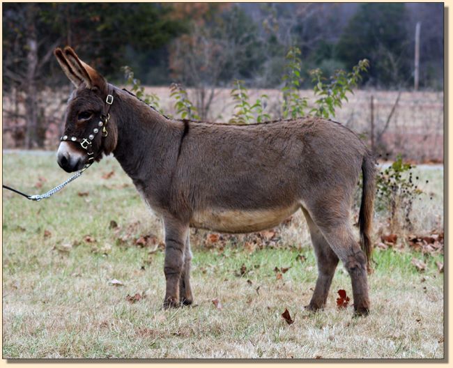 The Good Witch, 34.5"  Brown/Gray Jennet for sale at Half Ass Acres.