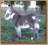 miniature donkey for sale