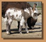 miniature donkey for sale