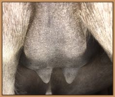 Smitten, miniature donkey jennet in foal