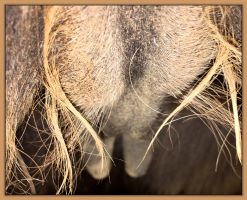 Photos of donkeys close to foaling a miniature donkey baby.