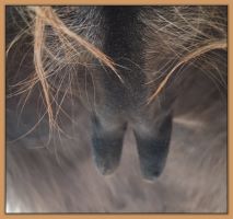 Photos of donkeys close to foaling a miniature donkey baby.