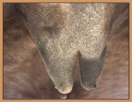 Photos of donkeys close to foaling a miniature donkey baby.