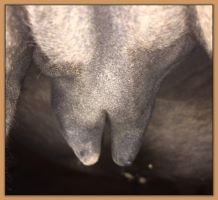 Photos of donkeys close to foaling a miniature donkey baby.