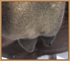 Photos of jennet's teats and bags that are close to foaling at Half Ass 