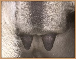 Ten's teats and bag before foaling her miniature donkey foal in 2018.