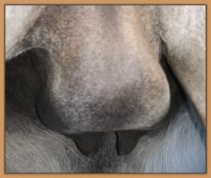 Photo of miniature donkey jennet's bag and teats close to foaling.