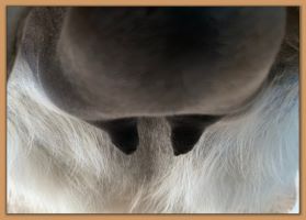 Photo of miniature donkey jennet's bag and teats close to foaling.