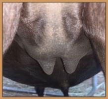 Miniature donkey, Black Beauty's teats and bag before foaling