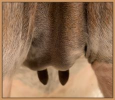 Miniature donkey Cake's teats and bag before foaling.