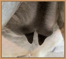 Miniature donkey Cake's teats and bag before foaling.