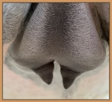 Miniature donkey Cake's teats and bag before foaling.