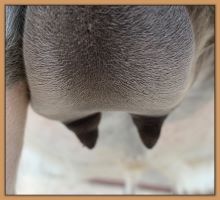 Miniature donkey Cake's teats and bag before foaling.