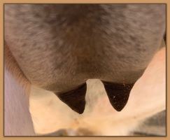 Miniature donkey Cake's teats and bag before foaling.