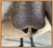 Miniature donkey, Lady's, photos of her teats and bag before foaling.