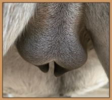 iniature donkey, Lady's, photos of her teats and bag before foaling.