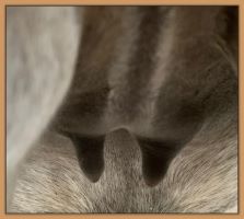 Miniature donkey, Sweet Punch, photos of bag and teats before foaling a miniature donkey baby.