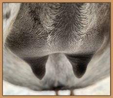 Miniature donkey, Sweet Punch, photos of bag and teats before foaling a miniature donkey baby.