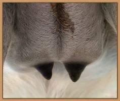 Miniature donkey's teats and bag before foaling