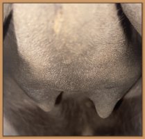 Photos of miniature donkeys teats and bag before foaling.