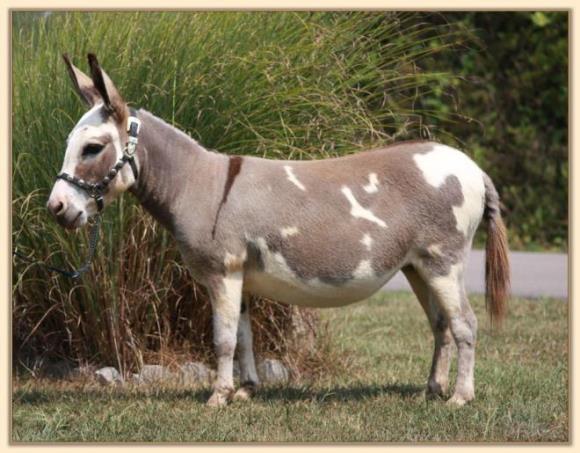 Ozark Abrakadabra, spotted miniature donkey brood jennet at Half Ass Acres