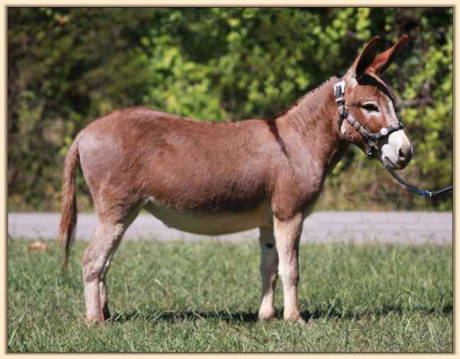 HHAA Bee Sting, dark red miniature donkey brood jennet at Half Ass Acres