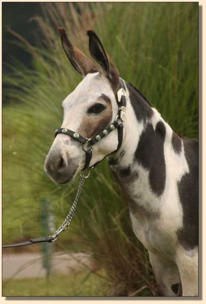 Miniature donkey brood jennet at Half Ass Acres, Itsy Bitsy Bet on the Derby