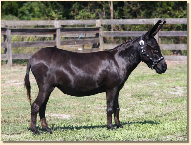 Dee's Cobra's Black Haired Raven, black w/nlp brood jennet at Half Ass Acres.