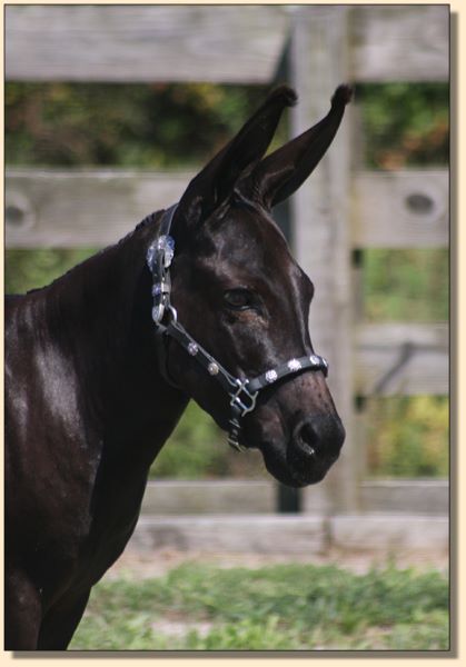 

Dee's Cobra's Black Haired Raven, black w/nlp brood jennet at Half Ass Acres.