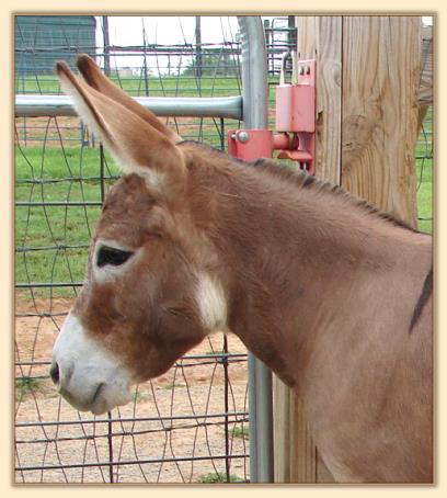 Windcrest Little Bridget, dark red miniature donkey brood jennet at Half Ass Acres