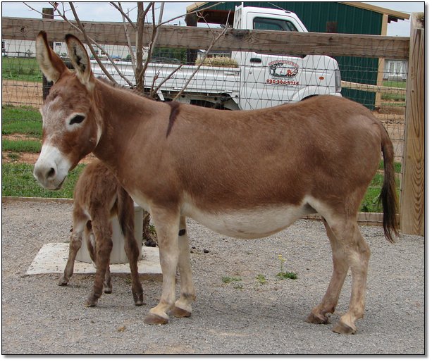 Miniature Donkey Windcrest Little Bridget Dark Red Jennet At Half Ass Acres Donkey Farm In Chapel Hill Tennesse