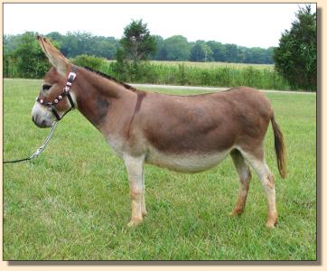 Click photo of miniature donkey to enlarge image